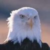 Аватар для free Eagle