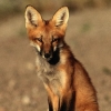 Аватар для foxtori
