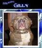 Аватар для Gilly